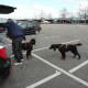 RRS_Fotogalerien_2012-04-01_Mantrailing049