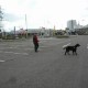 RRS_Fotogalerien_2012-04-01_Mantrailing063