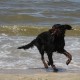 2012-07-29 RRS Holland Hundestrand_013