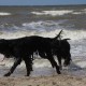 2012-07-29 RRS Holland Hundestrand_115