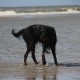 2012-07-29 RRS Holland Hundestrand_190