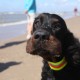 2012-07-29 RRS Holland Hundestrand_230