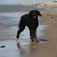 2012-07-29 RRS Holland Hundestrand_234