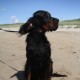 2012-07-29 RRS Holland Hundestrand_235