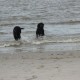 RRS_Fotogalerien_2013-04-14_Kijkduin-Hundestrand042