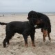 RRS_Fotogalerien_2013-04-14_Kijkduin-Hundestrand045