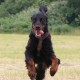 RRS_Fotogalerien_2016-06-12_Hundestunde007