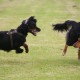 RRS_Fotogalerien_2016-06-12_Hundestunde102