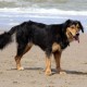 RRS_Fotogalerien_2016-07-03_Noordwijk012