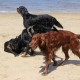 RRS_Fotogalerien_2016-07-03_Noordwijk026
