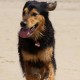 RRS_Fotogalerien_2016-07-03_Noordwijk027
