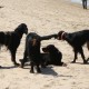RRS_Fotogalerien_2016-07-03_Noordwijk037