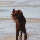 RRS_Fotogalerien_2016-07-03_Noordwijk041