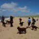RRS_Fotogalerien_2016-07-03_Noordwijk096