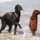 RRS_Fotogalerien_2016-07-03_Noordwijk120