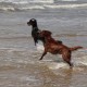 RRS_Fotogalerien_2016-07-03_Noordwijk125