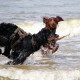 RRS_Fotogalerien_2016-07-03_Noordwijk126