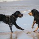RRS_Fotogalerien_2016-07-03_Noordwijk130